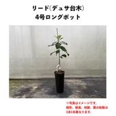 �꡼�� (A) �ڥǥ奵���ڡʥѥƥ���ʼ�ˡ� ������󥰥ݥå� (����) Reed�å��ܥ�������