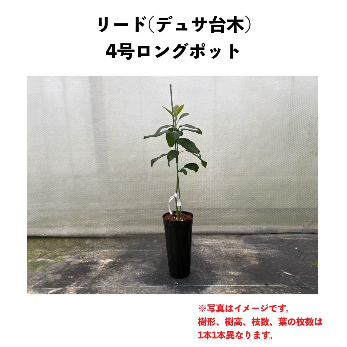 リード (A) 【デュサ台木（パテント品種）】 4号ロングポット (接木