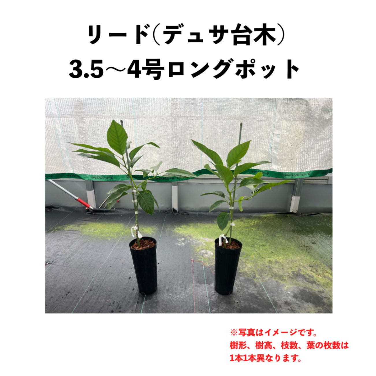 リード (A) 【デュサ台木（パテント品種）】 4号ロングポット (接木