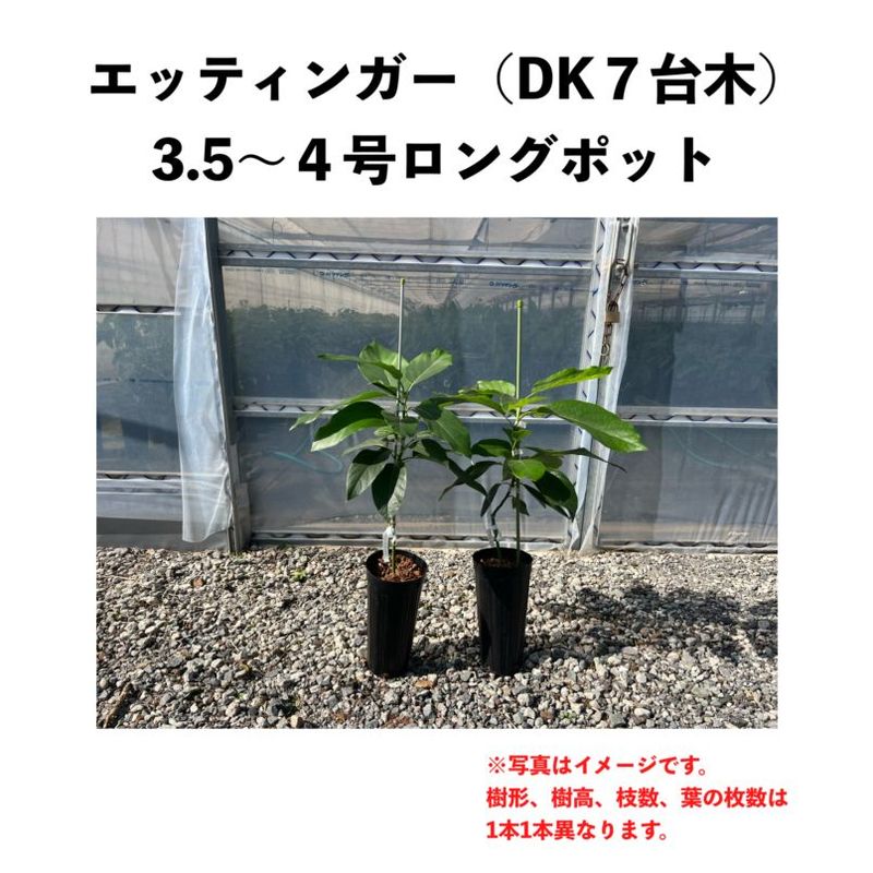 åƥ󥬡 (B)  ڥǥ塼ڡ 󥰥ݥå () Ettingeråܥ