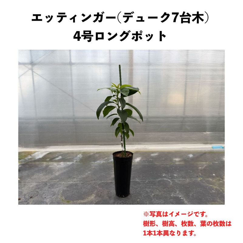 ���åƥ��󥬡� (B)  �ڥǥ塼�������ڡ� ������󥰥ݥå� (����) Ettinger�å��ܥ�������