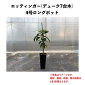 ���åƥ��󥬡� (B)  �ڥǥ塼�������ڡ� ������󥰥ݥå� (����) Ettinger�å��ܥ�������