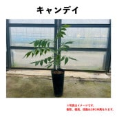 ǥ 󥰥ݥå ġڡ | ڥʥԡʥåġ