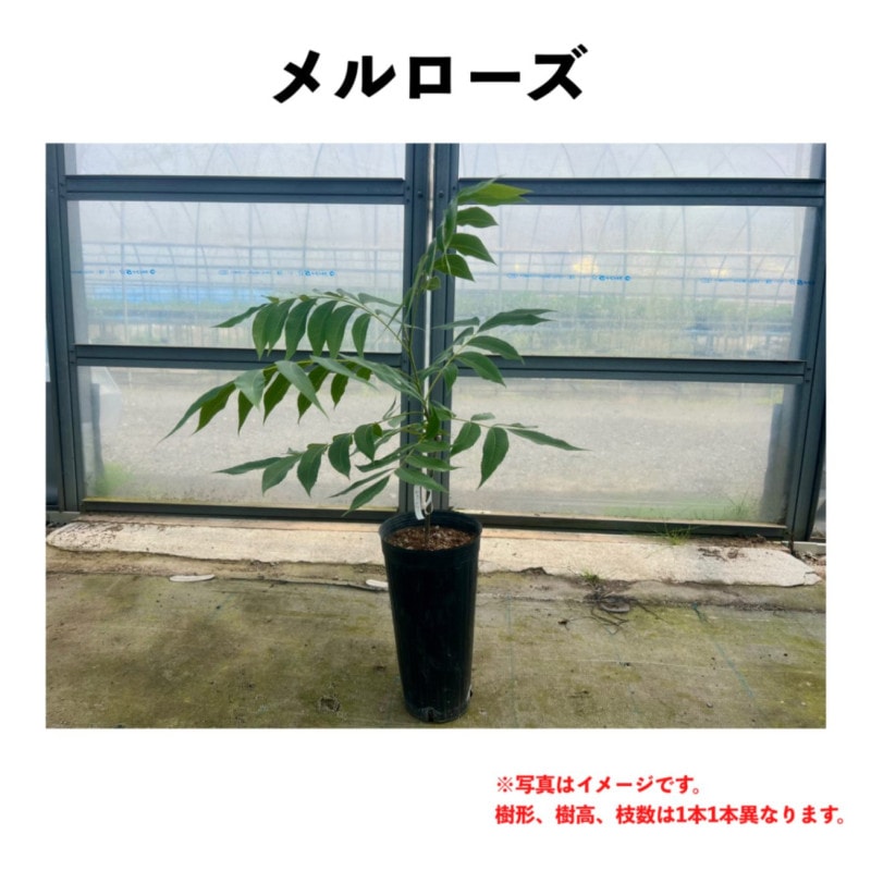  󥰥ݥå  ڡ | ڥʥԡʥåġ
