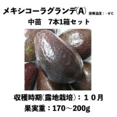 アボカド　メキシコーラグランデ　花芽付き 国華園オンラインショップ / 果樹苗 アボカド メキシコーラ