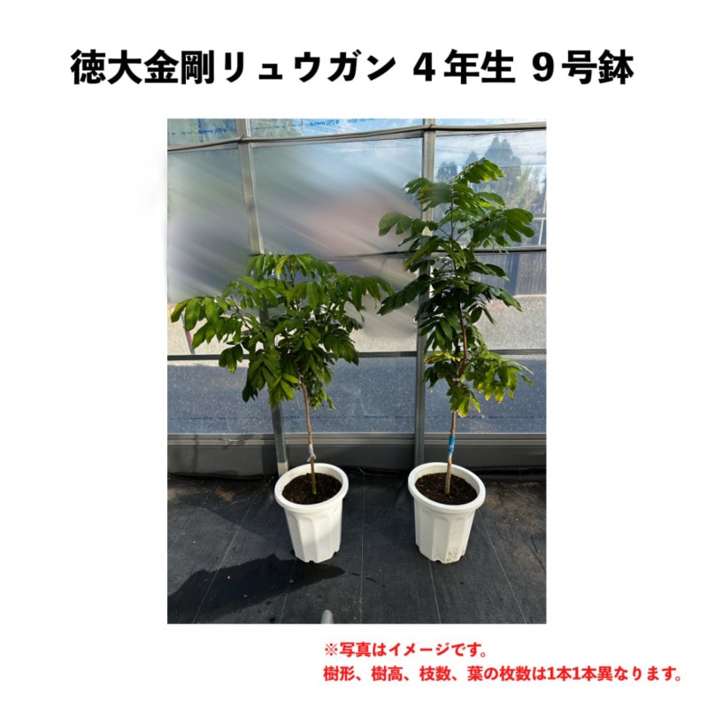 ダチョウ倶楽部 ガンバレ！アインシュタイン 特大金剛（トクダイコンゴウ）リュウガン 4年生 9号鉢