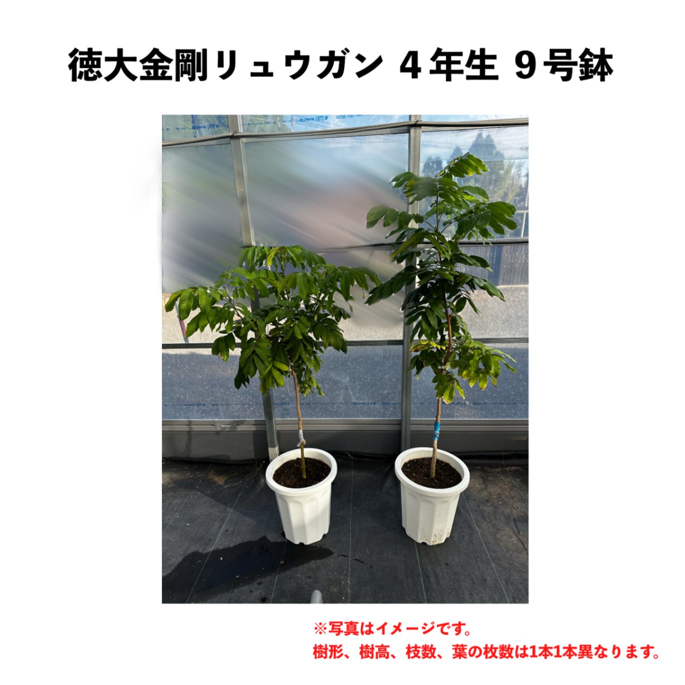 特大金剛（トクダイコンゴウ）リュウガン 4年生 9号鉢【※こちらの