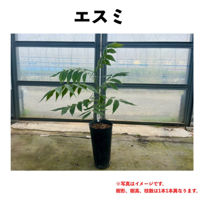 ������ ������󥰥ݥå� ��ǯ�� �����ڡ� | �ڥ���ʥԡ�����ʥåġ�����