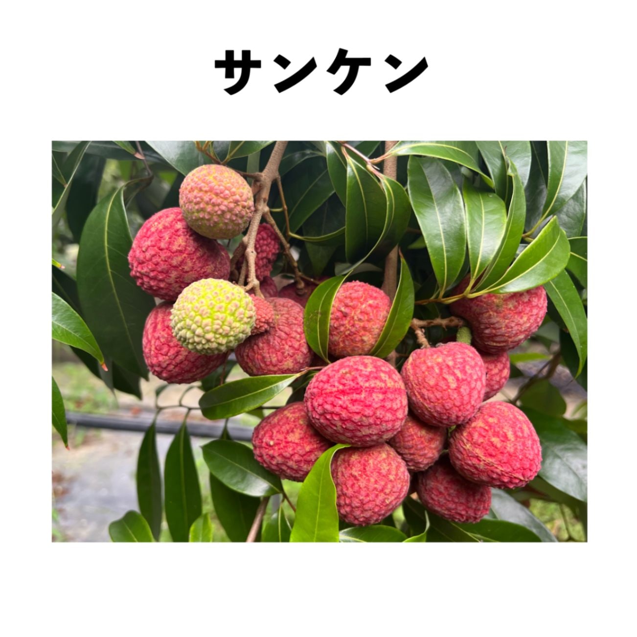 ライチ苗 品種 佐多 接木 6号サイズ - メルカリ