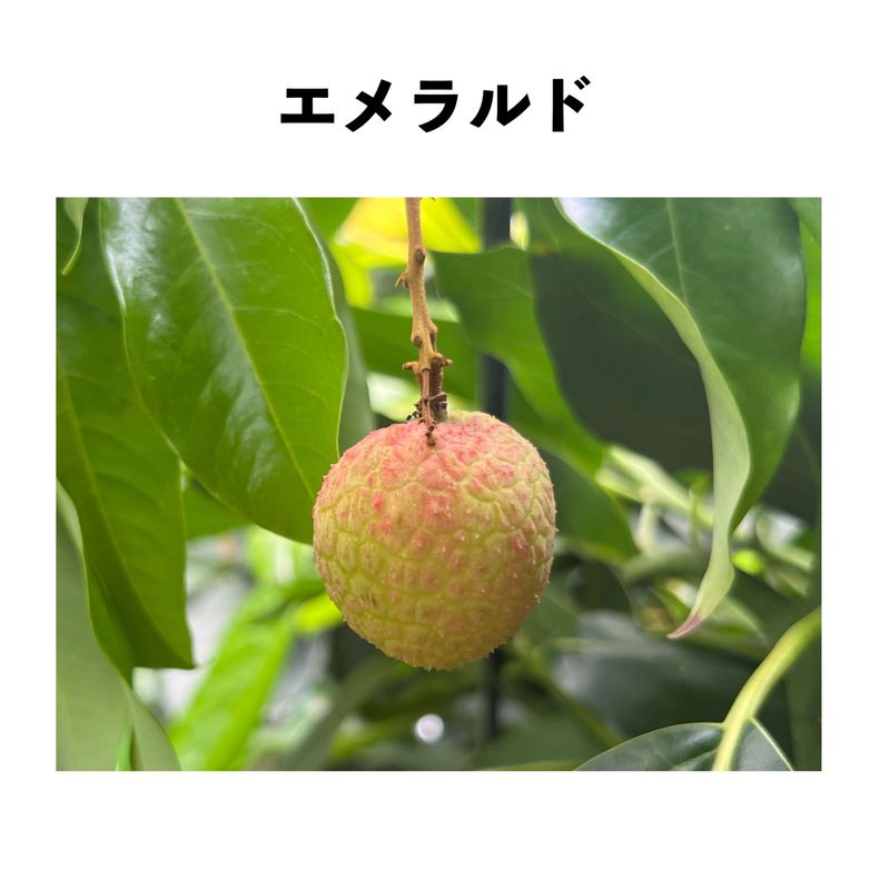 ������� ���� ���� (�����)�å쥤���ʥ饤��������