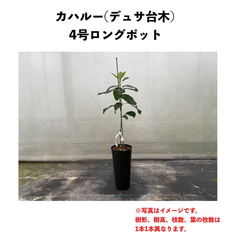 ���ϥ롼 (B) �ڥǥ奵���ڡʥѥƥ���ʼ�ˡۣ�����󥰥ݥå� (����) Kahaluu�å��ܥ�������