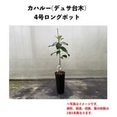 ���ϥ롼 (B) �ڥǥ奵���ڡʥѥƥ���ʼ�ˡۣ�����󥰥ݥå� (����) Kahaluu�å��ܥ�������