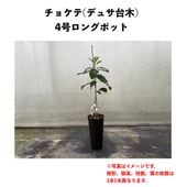 ���祱�� (A) �ڥǥ奵���ڡʥѥƥ���ʼ�ˡۣ�����󥰥ݥå� (����) Choquette�å��ܥ�������