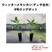 󥿡ᥭ (A) ڥǥ奵ڡʥѥƥʼˡۣ󥰥ݥå () Winter Mexicanåܥ