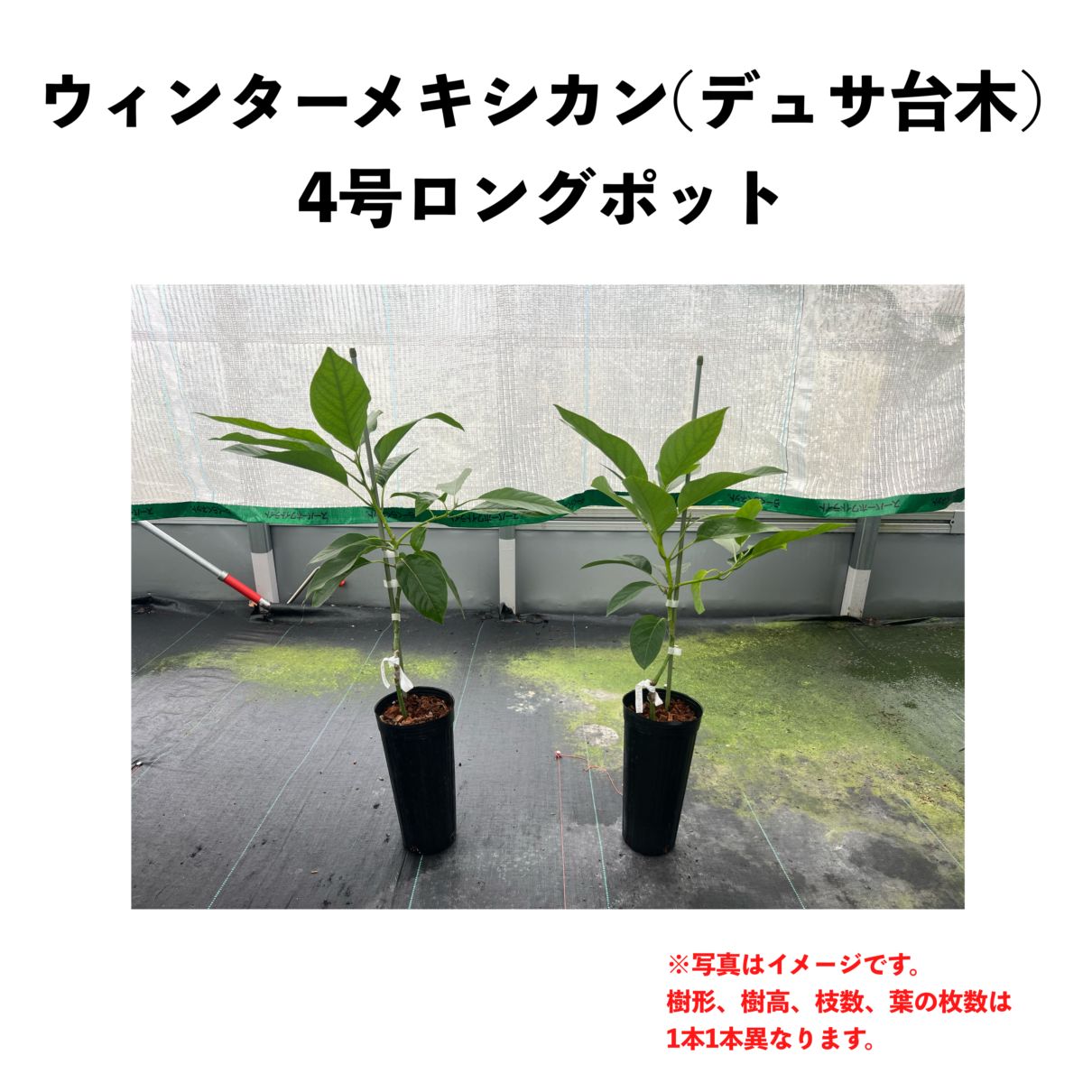 ウィンターメキシカン (A) 【デュサ台木（パテント品種）】4号ロング