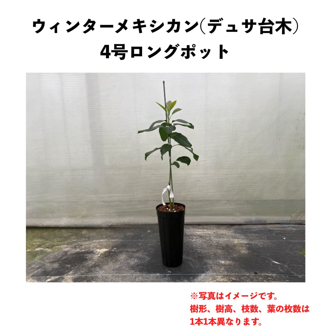 アボカド　穂木　ウインターメキシカン ウィンターメキシカン (A) 【デュサ台木（パテント品種）】4号ロング