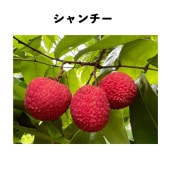 レイシ苗木（ライチ苗木）