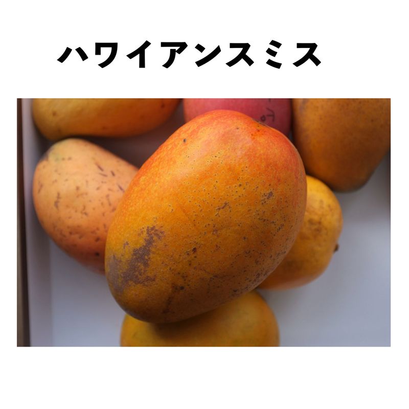�ϥ磻���󥹥ߥ� ����ݥå� ���� (����) Hawaiian Smith�åޥ󥴡�����