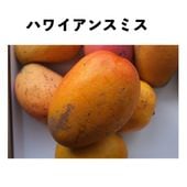 �ϥ磻���󥹥ߥ� ����ݥå� ���� (����) Hawaiian Smith�åޥ󥴡�����