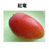 ��ε ����ݥå� ���� (����) Kouryu�åޥ󥴡�����