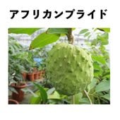 ƥڡ֥եꥫץ饤ɡ 󥰥ݥå ǯ ()åƥ