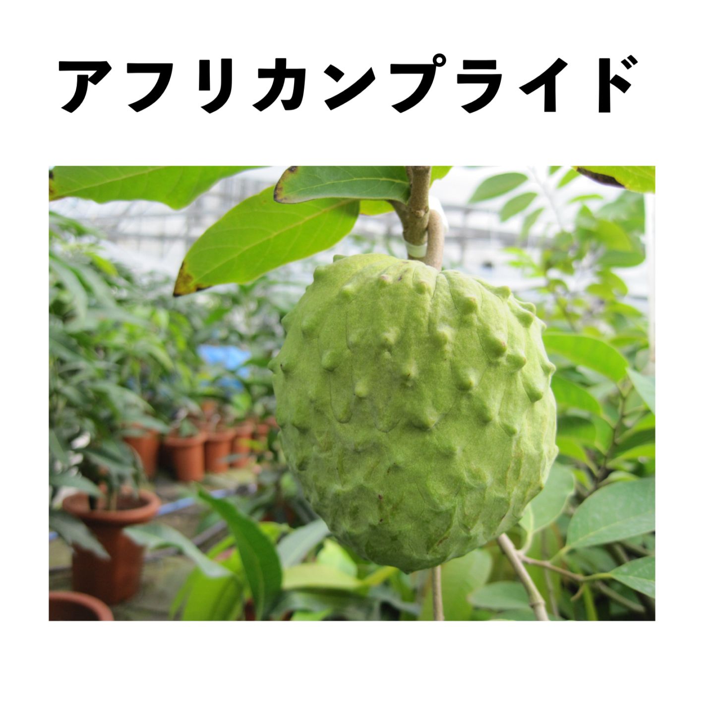 アテモヤ苗木「アフリカンプライド」 5号ロングポット 2年生 (接木