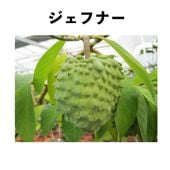 ƥڡ֥եʡ  󥰥ݥå ǯ ()åƥ