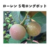 ミルクフルーツ苗木