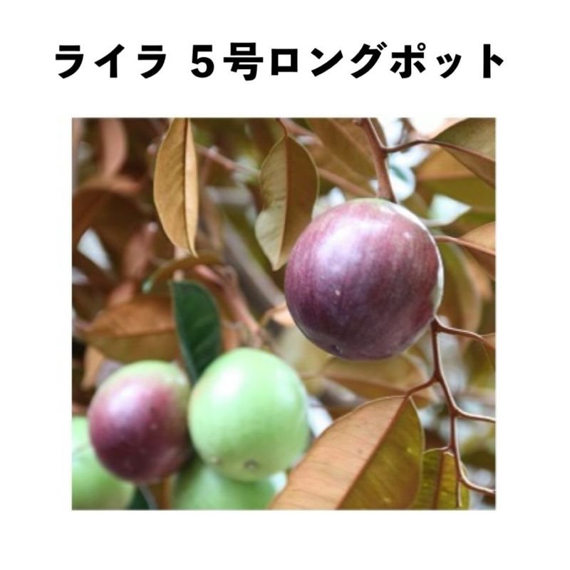 �饤�� ������󥰥ݥå� ���ġ����ڡˡåߥ륯�ե롼������