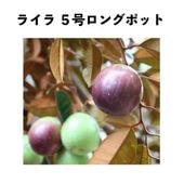 ミルクフルーツ苗木