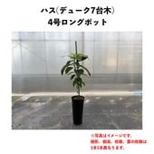 �ϥ� (A) �ڥǥ塼�������ڡۣ�����󥰥ݥå� (����) Hass�å��ܥ�������