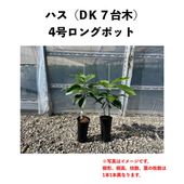 ϥ (A) ڥǥ塼ڡۣ󥰥ݥå () Hassåܥ