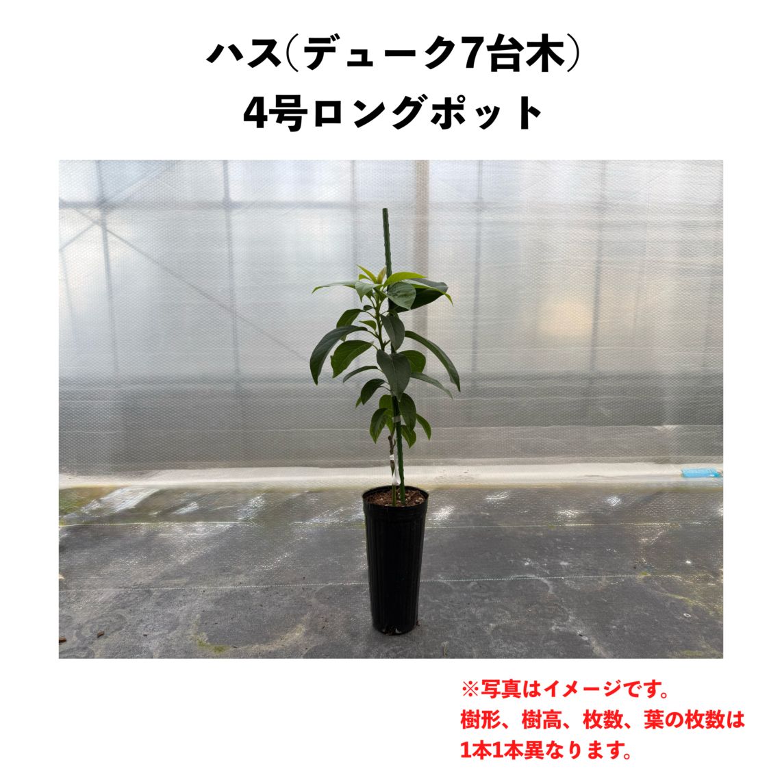 ハス (A) 【デューク7台木】4号ロングポット (接木) Hass｜アボカド苗木 | アボカド苗木 | ゆす村農園有限会社