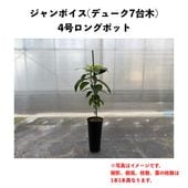 �����ܥ��� (A) �ڥǥ塼�������ڡۣ�����󥰥ݥå� (����) Jan Boyce�å��ܥ�������