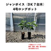 ܥ (A) ڥǥ塼ڡۣ󥰥ݥå () Jan Boyceåܥ