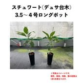  (A) ڥǥ奵ڡʥѥƥʼˡۣ󥰥ݥå () Stewartåܥ