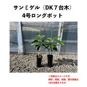 デューク7台木