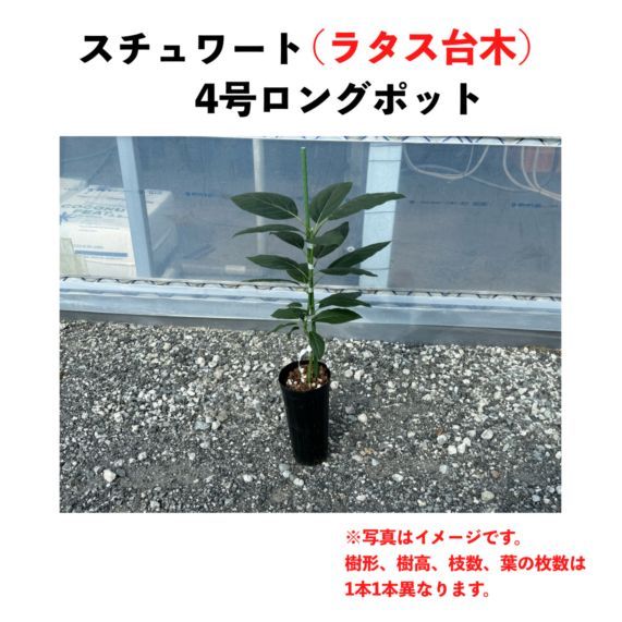 �������� (A) �ڥ饿�����ڡʥѥƥ���ʼ�ˡۣ�����󥰥ݥå� (����) Stewart�å��ܥ�������