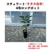  (A) ڥ饿ڡʥѥƥʼˡۣ󥰥ݥå () Stewartåܥ