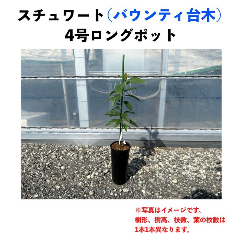 �������� (A) �ڥХ���ƥ����ڡʥѥƥ���ʼ�ˡۣ�����󥰥ݥå� (����) Stewart�å��ܥ�������