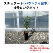  (A) ڥХƥڡʥѥƥʼˡۣ󥰥ݥå () Stewartåܥ