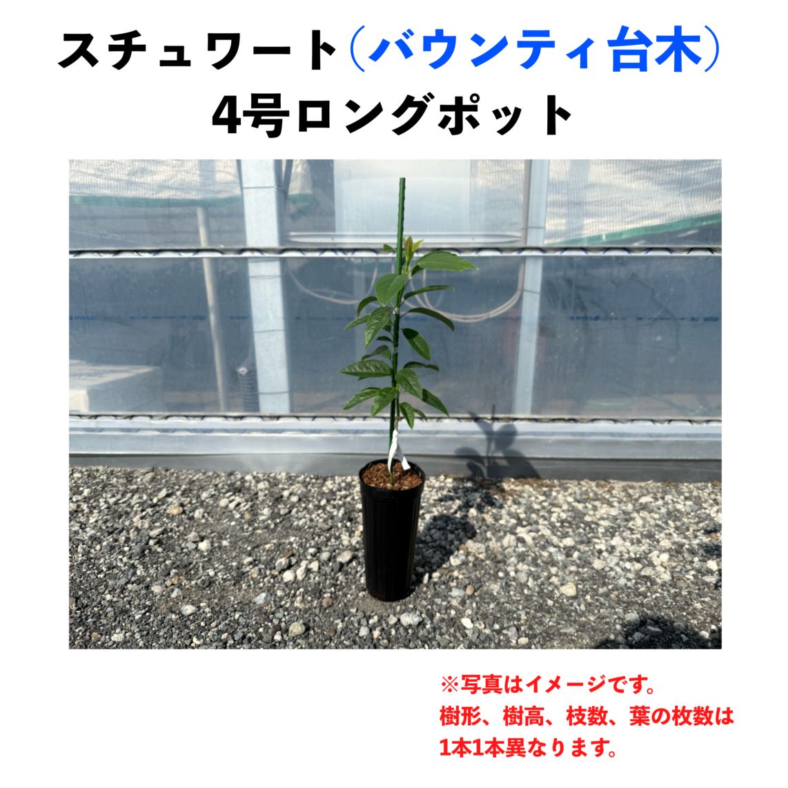 スチュワート (A) 【バウンティ台木（パテント品種）】4号ロングポット (接木) Stewart｜アボカド苗木 | アボカド苗木【パテント ...
