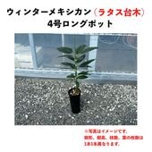 󥿡ᥭ (A) ڥ饿ڡʥѥƥʼˡۣ󥰥ݥå () Winter Mexicanåܥ