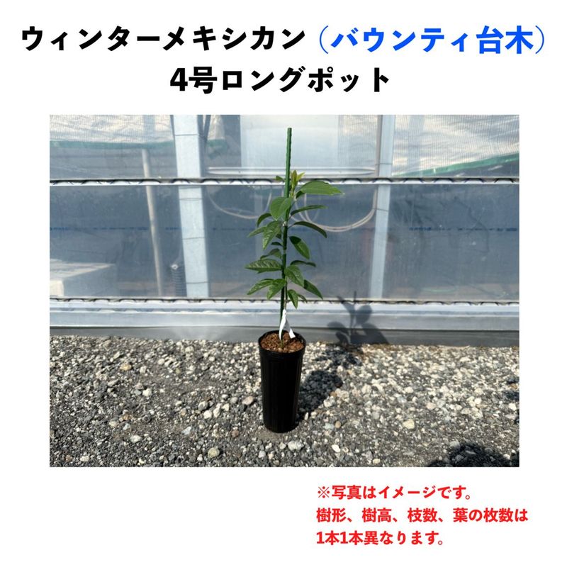 ウィンターメキシカン (A) 【バウンティ台木（パテント品種）】4号