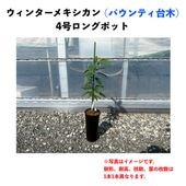 󥿡ᥭ (A) ڥХƥڡʥѥƥʼˡۣ󥰥ݥå () Winter Mexicanåܥ