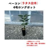 ١ (B) ڥ饿ڡʥѥƥʼˡۣ󥰥ݥå () Baconåܥ