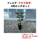 ե (B) ڥ饿ڡʥѥƥʼˡ 󥰥ݥå () Fuerteåܥ