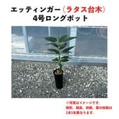 åƥ󥬡 (B) ڥ饿ڡʥѥƥʼˡۣ󥰥ݥå () Ettingeråܥ