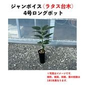 ܥ (A) ڥ饿ڡʥѥƥʼˡ 󥰥ݥå () Jan Boyceåܥ