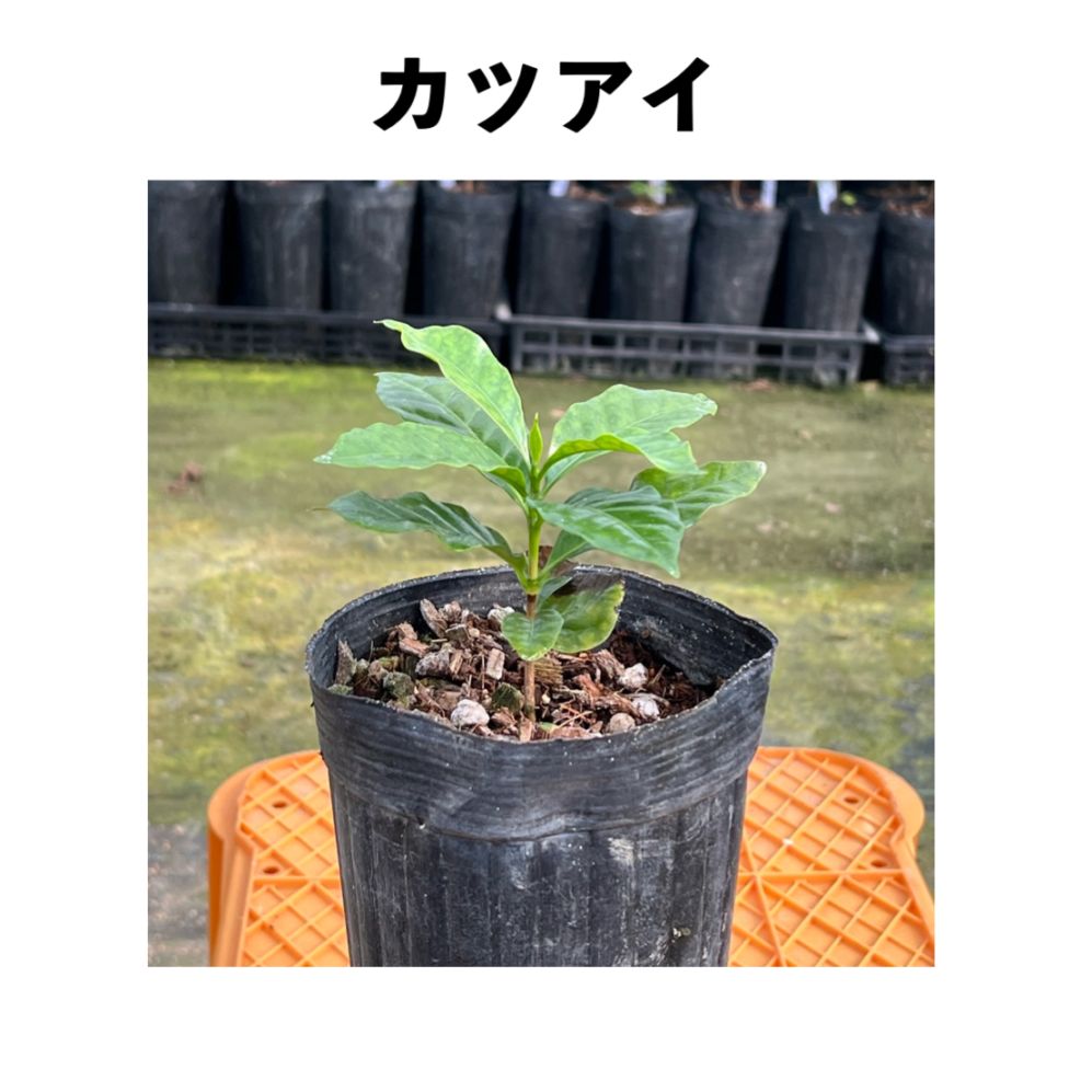 カツアイ（Catuai）アラビカ種 赤色品種 4号ロングポット | コーヒー